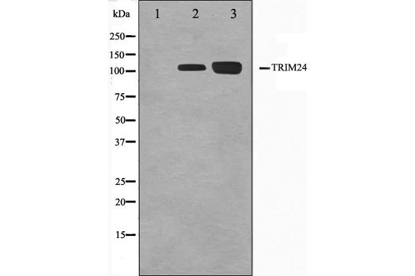 TRIM24 抗体  (C-Term)