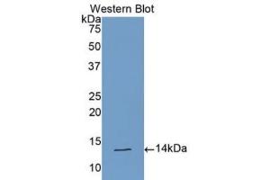 CLCF1 Antikörper  (AA 88-190)