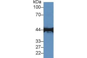 Image no. 5 for anti-Creatine Kinase, Muscle (CKM) (AA 11-367) antibody (ABIN1172308)