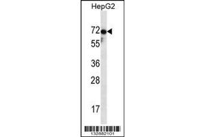 Image no. 1 for anti-Zona Pellucida Glycoprotein 1 (ZP1) (AA 536-565), (C-Term) antibody (ABIN657123)