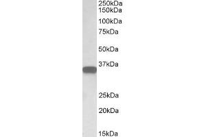 Image no. 2 for anti-Membrane-Spanning 4-Domains, Subfamily A, Member 1 (MS4A1) (C-Term) antibody (ABIN570905)