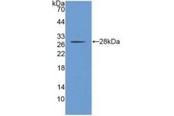 CD133 anticorps  (AA 171-431)