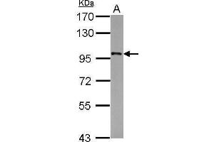 Image no. 1 for anti-Suppressor of Ty 20 Homolog (SUPT20H) (Internal Region) antibody (ABIN2855836)