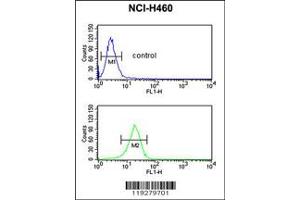 Image no. 3 for anti-FK506 Binding Protein 10, 65 KDa (FKBP10) (N-Term) antibody (ABIN2436885)