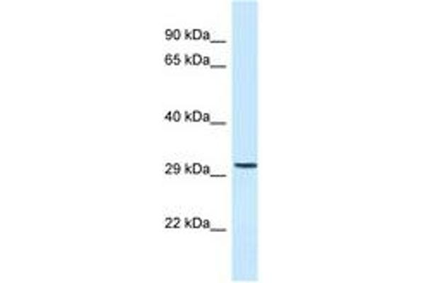C18orf1 antibody  (AA 176-225)