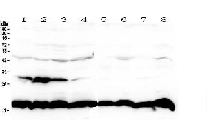 Image no. 1 for anti-Cyclophilin B (PPIB) (AA 158-216) antibody (ABIN5519055)