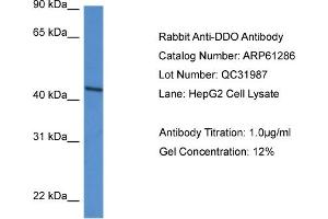 Image no. 1 for anti-D-Aspartate Oxidase (DDO) (N-Term) antibody (ABIN2788752)