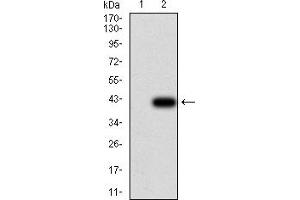 Image no. 1 for anti-Uncoupling Protein 2 (Mitochondrial, Proton Carrier) (UCP2) (AA 1-309) antibody (ABIN5888560)