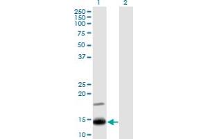 Image no. 3 for anti-Interferon Induced Transmembrane Protein 2 (IFITM2) (AA 1-59) antibody (ABIN524011)