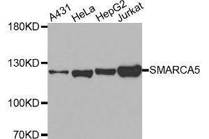 Image no. 1 for anti-SWI/SNF Related, Matrix Associated, Actin Dependent Regulator of Chromatin, Subfamily A, Member 5 (SMARCA5) antibody (ABIN4905233)