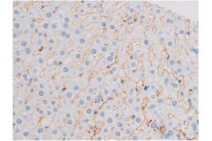 Image no. 2 for anti-Insulin Receptor Substrate 1 (IRS1) (pSer312) antibody (ABIN6256264)