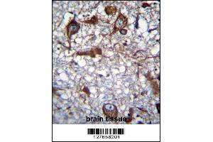Image no. 1 for anti-Mitochondrial Ribosomal Protein L50 (MRPL50) (AA 119-147), (C-Term) antibody (ABIN656854)