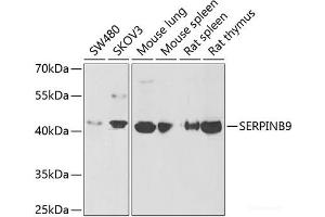 SERPINB9 antibody