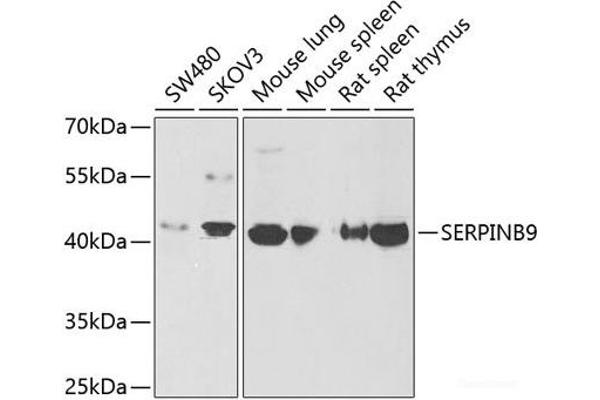 SERPINB9 抗体