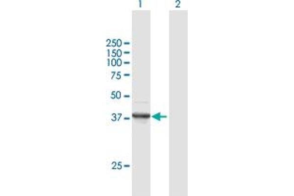 FANCF antibody  (AA 1-374)
