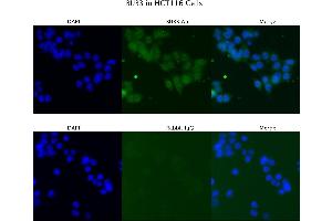 Image no. 3 for anti-Budding Uninhibited By Benzimidazoles 3 Homolog (Yeast) (BUB3) (N-Term) antibody (ABIN2787758)