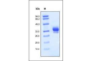 Image no. 1 for Interleukin 29 (IL29) (AA 20-200) protein (His tag) (ABIN2181309)