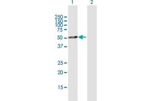 Western Blot analysis of TFDP2 expression in transfected 293T cell line by TFDP2 MaxPab polyclonal antibody.