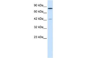 Image no. 1 for anti-Lysine (K)-Specific Demethylase 3A (KDM3A) (C-Term) antibody (ABIN2777661)