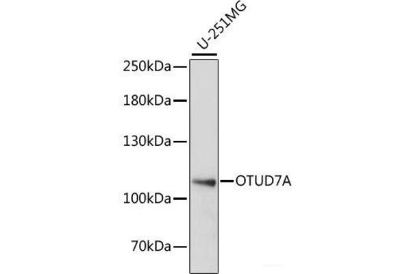OTUD7A antibody