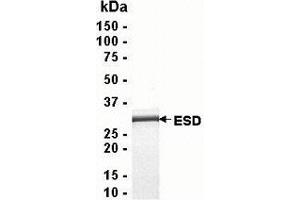 Image no. 1 for Esterase D (ESD) (AA 1-282) protein (ABIN2468386)