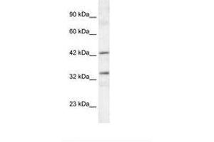 Image no. 2 for anti-TATA Box Binding Protein (TBP)-Associated Factor, RNA Polymerase I, A, 48kDa (TAF1A) (C-Term) antibody (ABIN6735836)