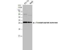 Image no. 4 for anti-Triosephosphate Isomerase 1 (TPI1) (C-Term) antibody (ABIN2855867)
