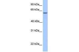 Image no. 1 for anti-Metallothionein-Like 5, Testis-Specific (Tesmin) (MTL5) (N-Term) antibody (ABIN2785486)