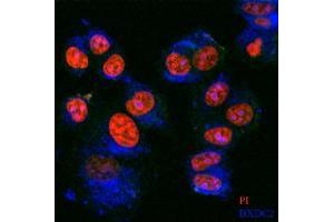 Image no. 2 for anti-BRX1, Biogenesis of Ribosomes, Homolog (BRIX1) (AA 1-353) antibody (ABIN527485)