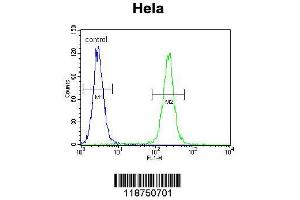 IGF2 Antibody (Center R54) (ABIN650616) flow cytometric analysis of Hela cells (right histogram) compared to a negative control cell (left histogram).