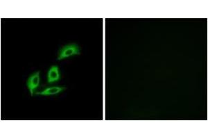 Image no. 2 for anti-N-Terminal EF-Hand Calcium Binding Protein 3 (NECAB3) (AA 321-370) antibody (ABIN1534630)