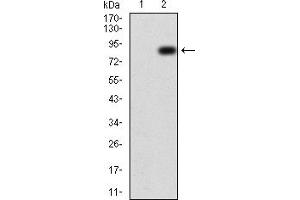 Image no. 3 for anti-K(lysine) Acetyltransferase 5 (KAT5) (AA 18-208) antibody (ABIN5909548)