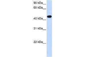 Image no. 2 for anti-Arylacetamide Deacetylase (Esterase) (AADAC) (N-Term) antibody (ABIN2782106)