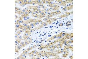 Image no. 1 for anti-Peroxisomal Biogenesis Factor 14 (PEX14) antibody (ABIN6145458)