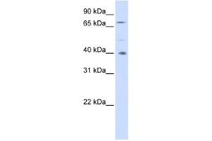 Image no. 1 for anti-Spermatogenesis Associated 7 (SPATA7) (Middle Region) antibody (ABIN632947)