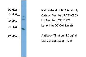 Image no. 1 for anti-mRNA Turnover 4 Homolog (MRTO4) (Middle Region) antibody (ABIN2782556)