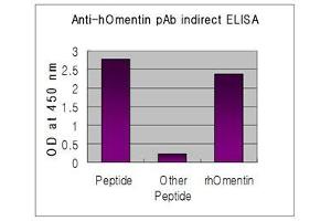 ITLN1/Omentin 抗体  (AA 95-115)