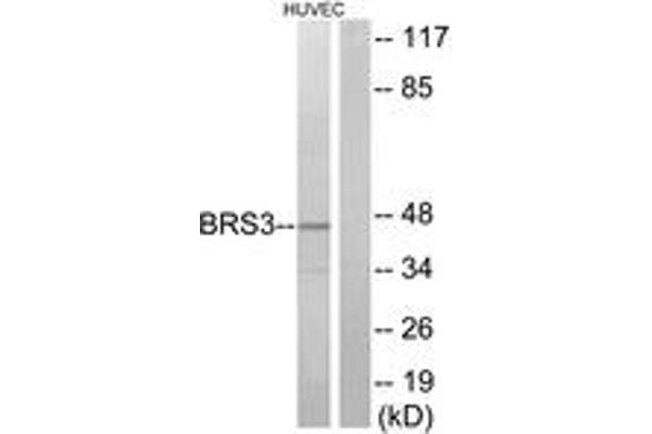 anti-Bombesin-Like Receptor 3 (BRS3) (AA 161-210) antibody