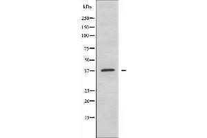 Image no. 1 for anti-MFNG (MFNG) (Internal Region) antibody (ABIN6258883)