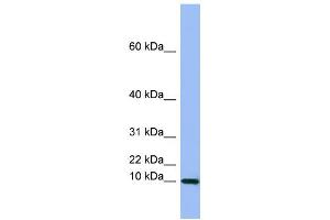 Image no. 1 for anti-Semenogelin I (SEMG1) (Middle Region) antibody (ABIN2777137)