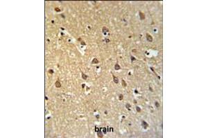 Image no. 2 for anti-Shadow of Prion Protein (SPRN) (AA 76-105), (C-Term) antibody (ABIN5539102)