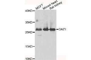 Image no. 3 for anti-Ornithine Decarboxylase Antizyme 1 (OAZ1) antibody (ABIN4904605)