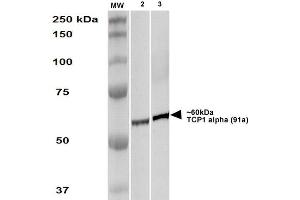 Western Blot analysis of Human A431 and HEK293 cell lysates showing detection of TCP1 alpha protein using Rat Anti-TCP1 alpha Monoclonal Antibody, Clone 91a .