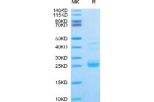 IL23A Protein (His-Avi Tag,Biotin)