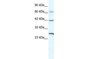 Image no. 1 for anti-Gap Junction Protein, gamma 1, 45kDa (GJC1) (N-Term) antibody (ABIN2774871)
