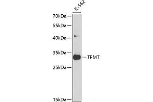 Western blot analysis of extracts of K562 cells using TPMT Polyclonal Antibody at dilution of 1:1000.