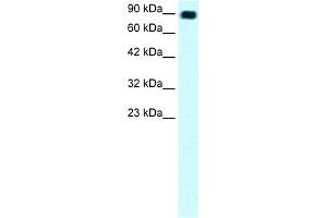 Image no. 2 for anti-Zinc Finger Protein 828 (ZNF828) (Middle Region) antibody (ABIN2777477)