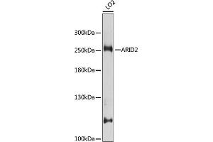 ARID2 Antikörper  (AA 1586-1835)