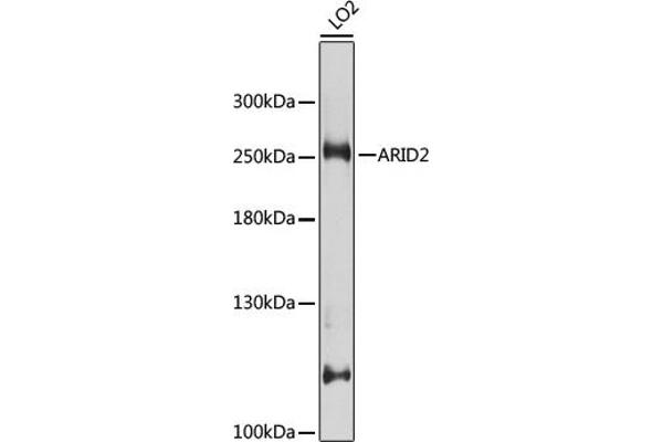 ARID2 Antikörper  (AA 1586-1835)