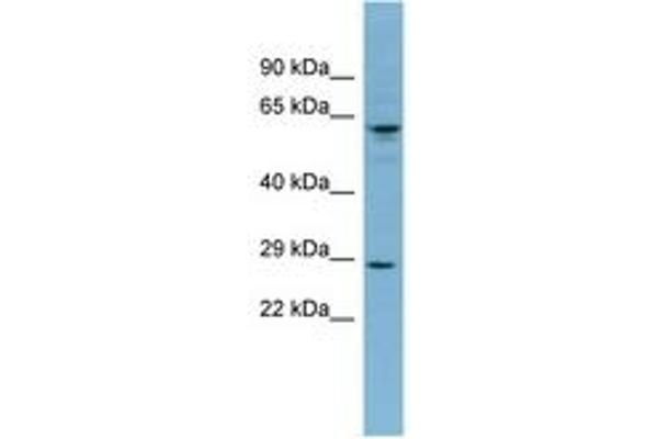 Derlin-3 antibody  (AA 71-120)